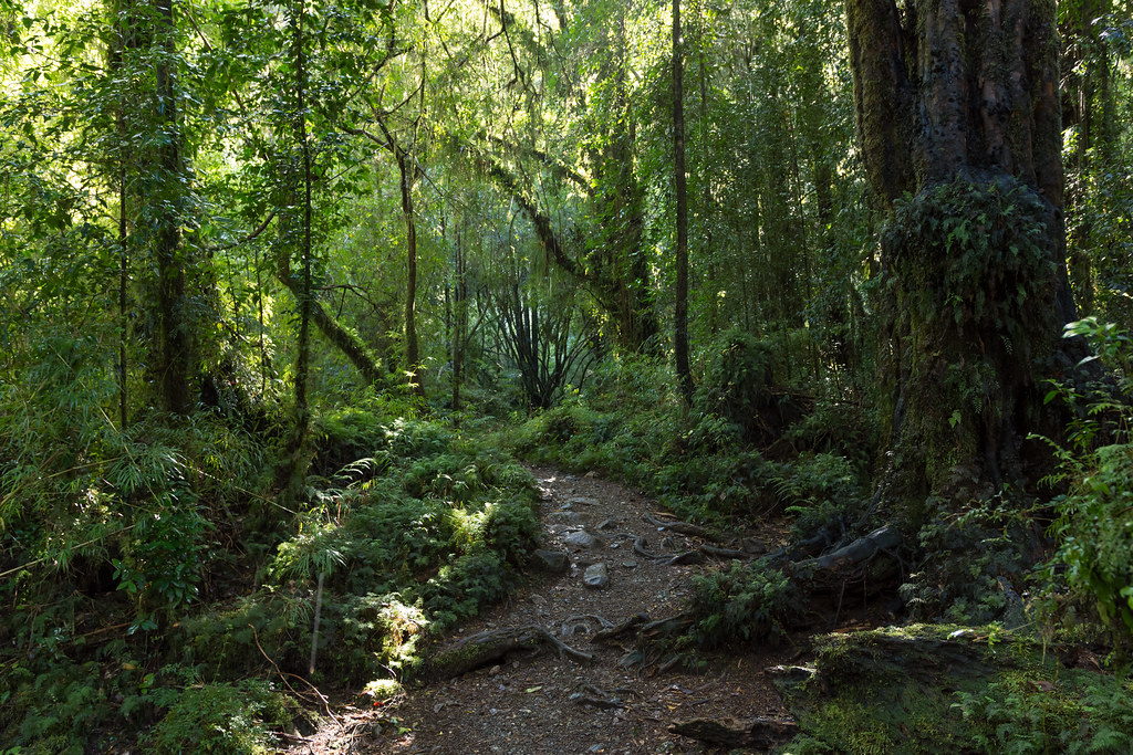 Parque Alerce Andino.