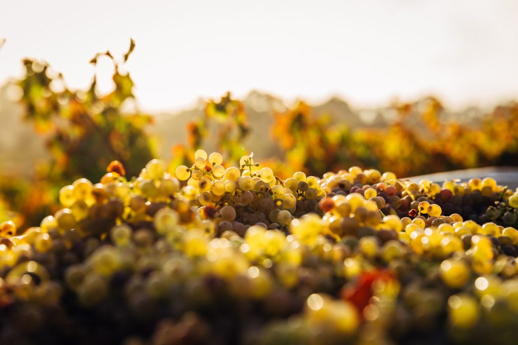 El vino es la compañía ideal para disfrutar de la comida vegana.