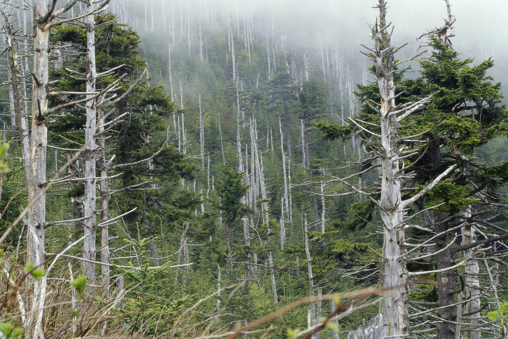 La lluvia ácida dañó este bosque en el Monte Mitchell en el oeste de Carolina del Norte. Una de las consecuencias del cambio climático.